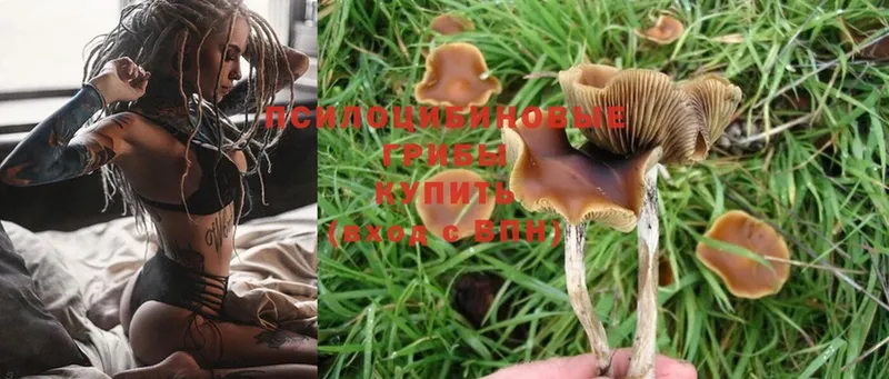 наркота  Черногорск  kraken вход  Псилоцибиновые грибы Magic Shrooms 